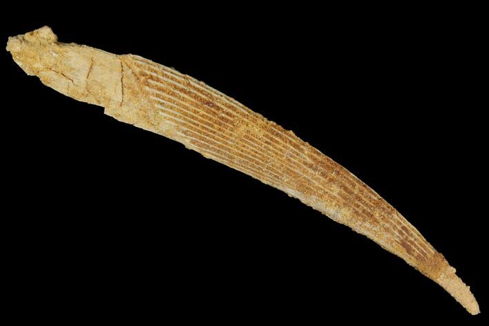 Fossil Shark (Hybodus) Dorsal Spine - Morocco #106537